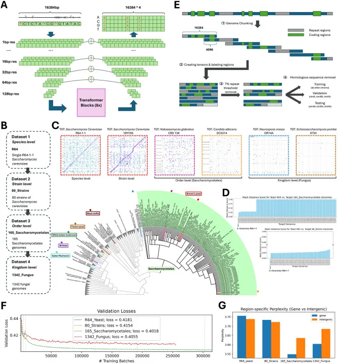 Overview of the Shorkie model: multi-resolution architecture, fungal training hierarchy, and training