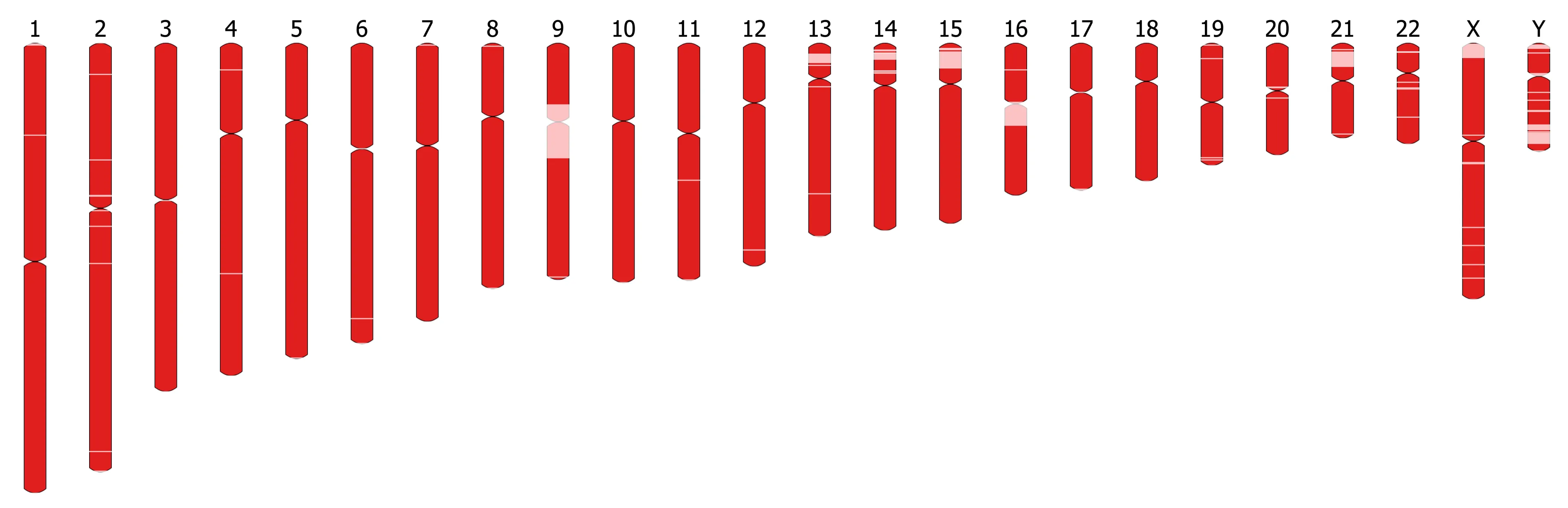 The 25 chromosomes of Han1; regions assembled from HG00621 are shown in red, and the small stretches filled in from T2T-CHM13 are shown in pink.