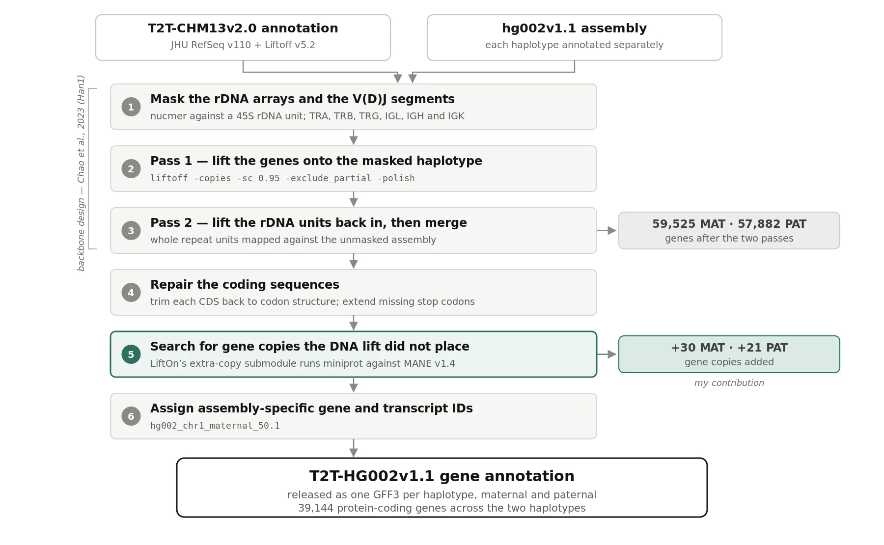 A six-step pipeline for annotating each HG002 haplotype: mask the rDNA and V(D)J regions, lift the genes with Liftoff, lift the rDNA units back in and merge, repair the coding sequences, search for extra gene copies with miniprot, and assign assembly-specific identifiers.