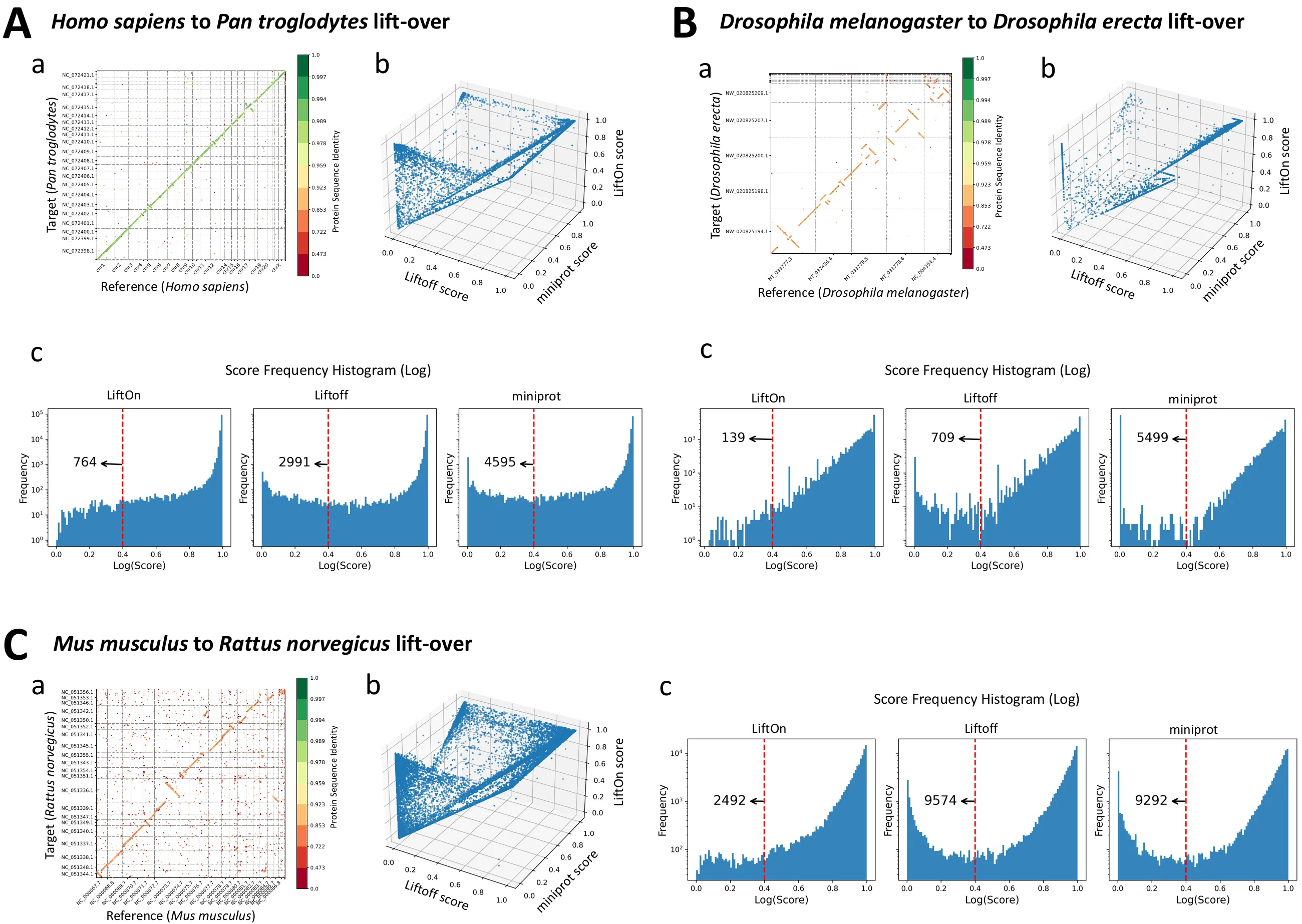 LiftOn across three species pairs — human to chimpanzee, fly to fly, and mouse to rat — with gene-order dot plots, 3-D protein-identity comparisons, and identity histograms for Liftoff, miniprot, and LiftOn.