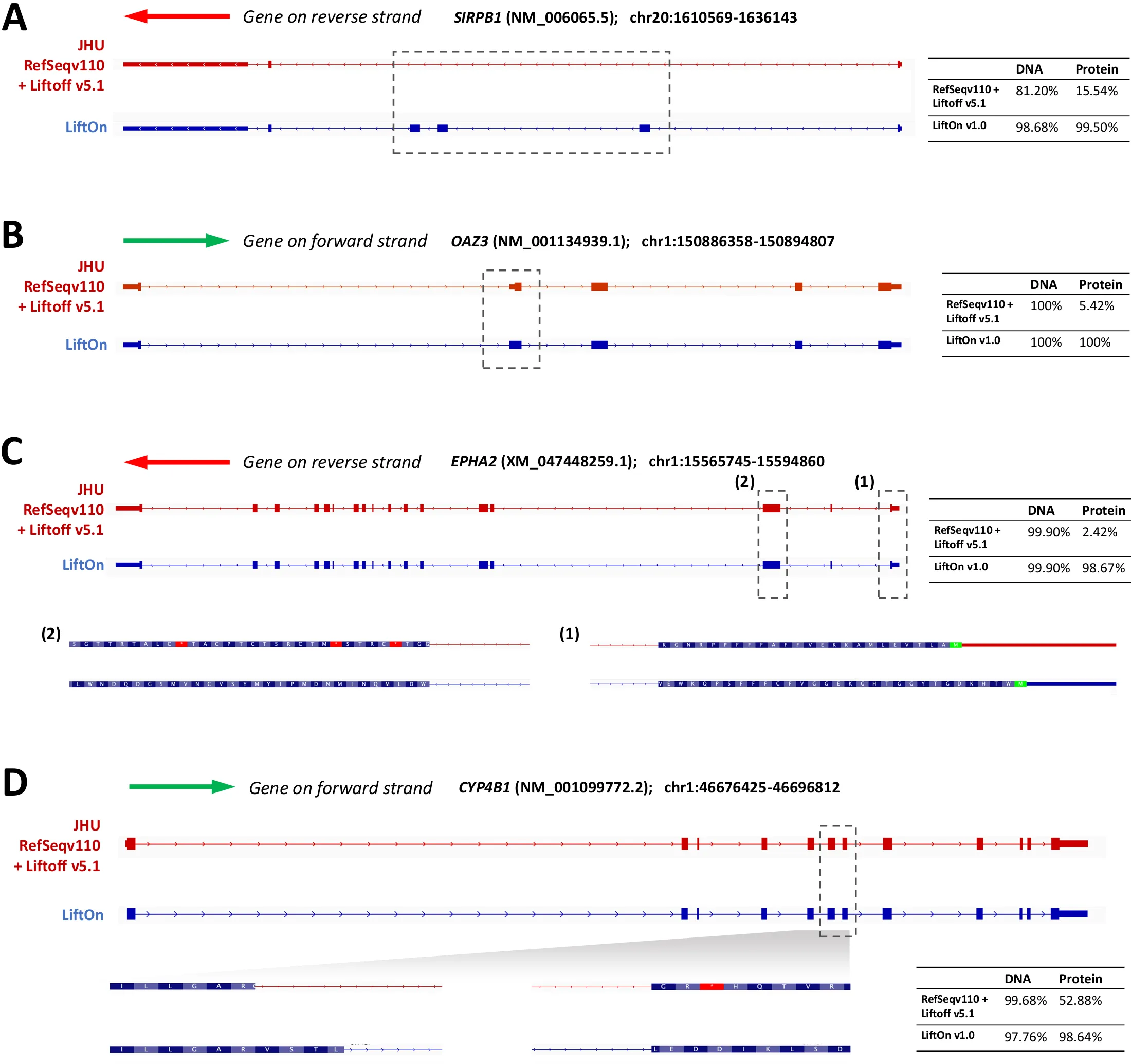 Four genes — SIRPB1, OAZ3, EPHA2, and CYP4B1 — where LiftOn (blue) corrects the current T2T-CHM13 annotation (red), with DNA and protein identity rising sharply in each case.