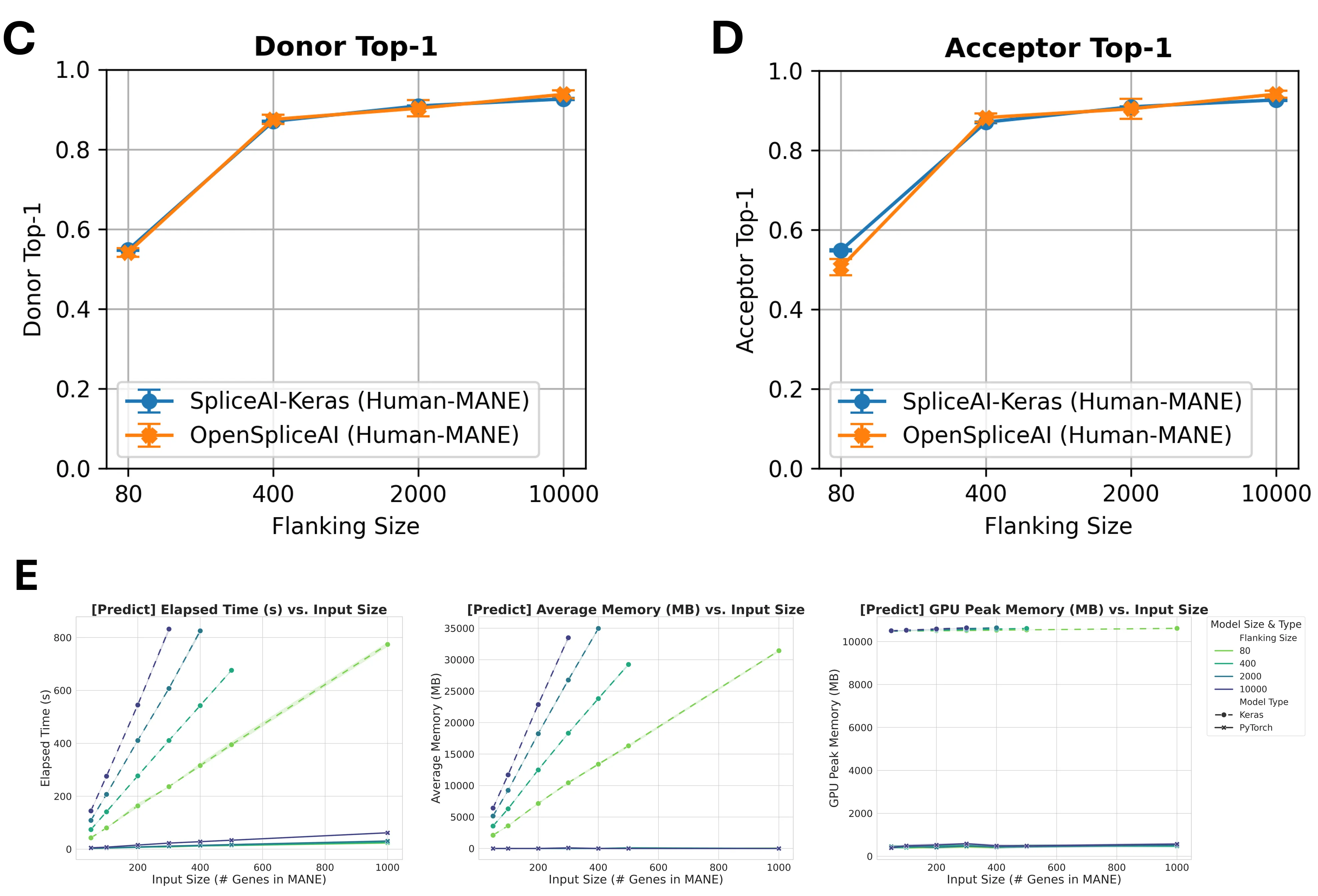 OpenSpliceAI matches SpliceAI's donor and acceptor Top-1 accuracy across flanking sizes, while running much faster and using far less memory.