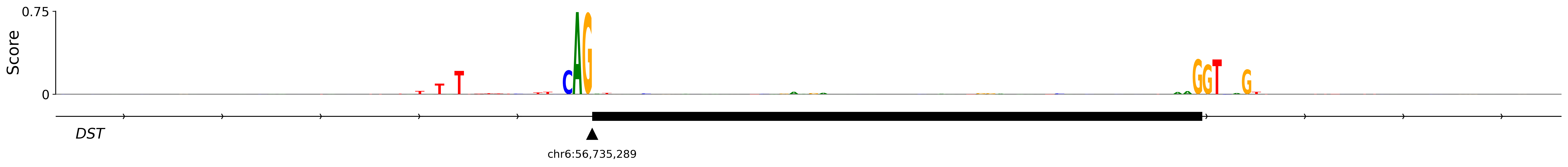 OpenSpliceAI importance logo around the acceptor of DST exon 2