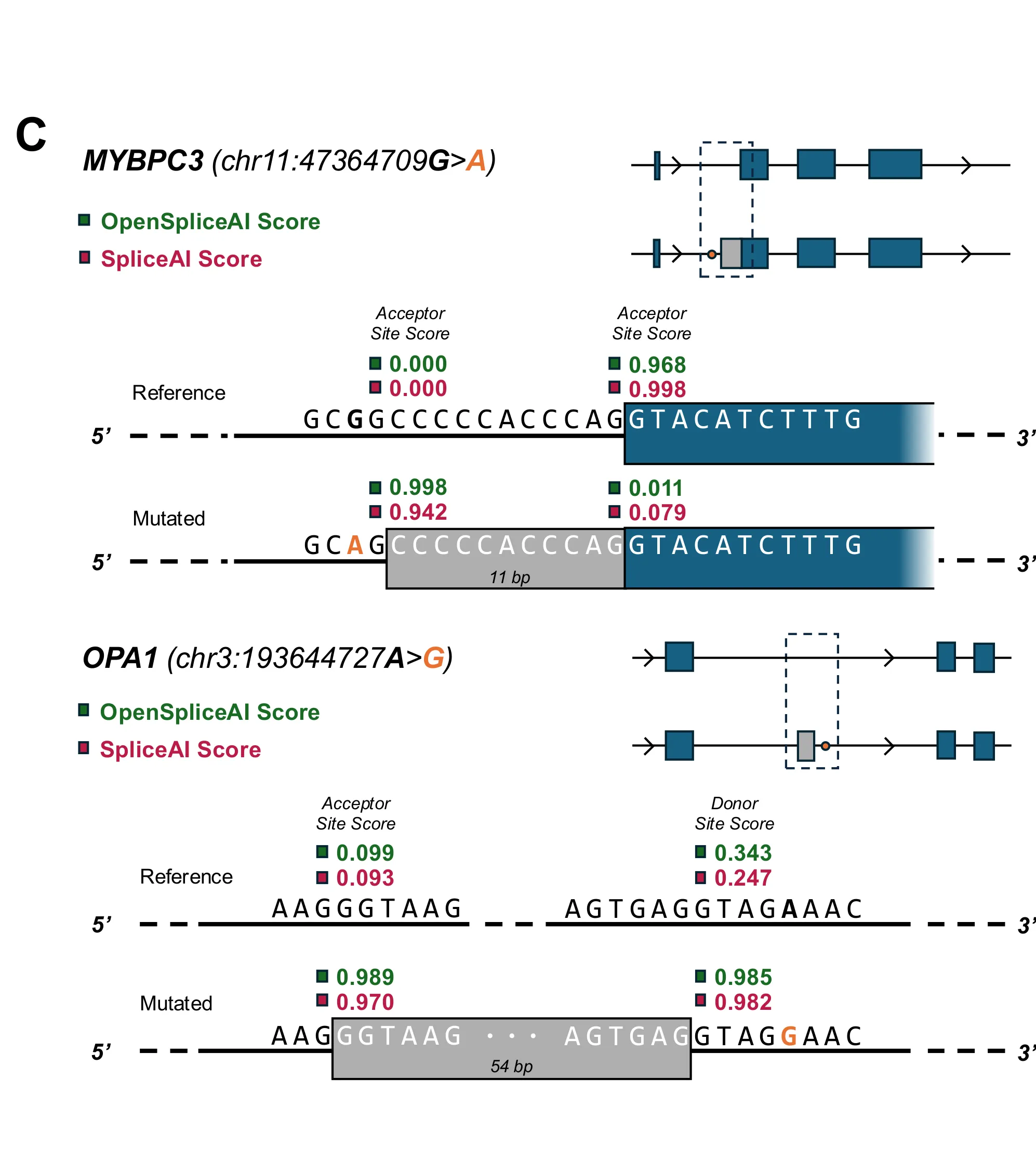 OpenSpliceAI and SpliceAI scores for two clinical variants — MYBPC3 and OPA1 — where a single base change creates a cryptic splice site.
