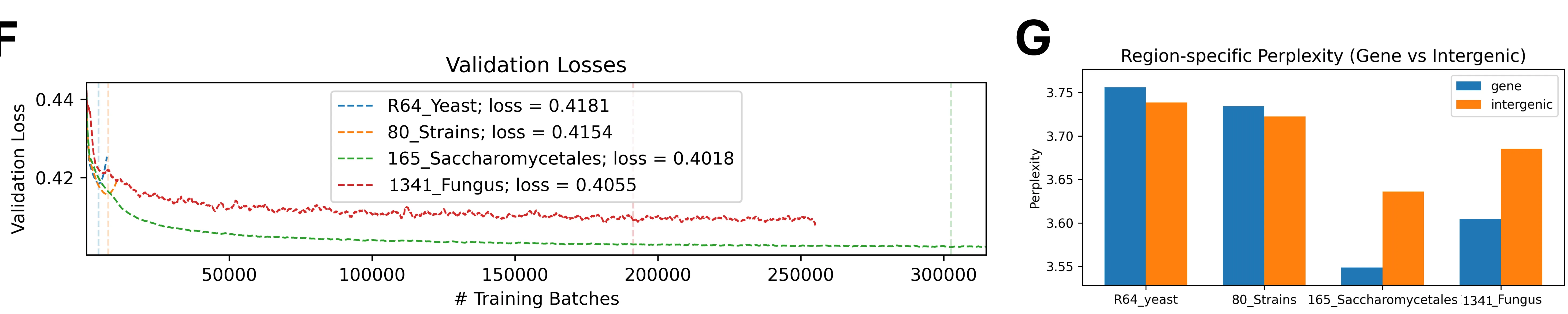 Two panels by pretraining scope: validation loss versus training batches, and region-specific (gene vs intergenic) perplexity, for R64, 80 strains, 165 Saccharomycetales, and 1,341 fungi — the 165-genome order lowest on both.