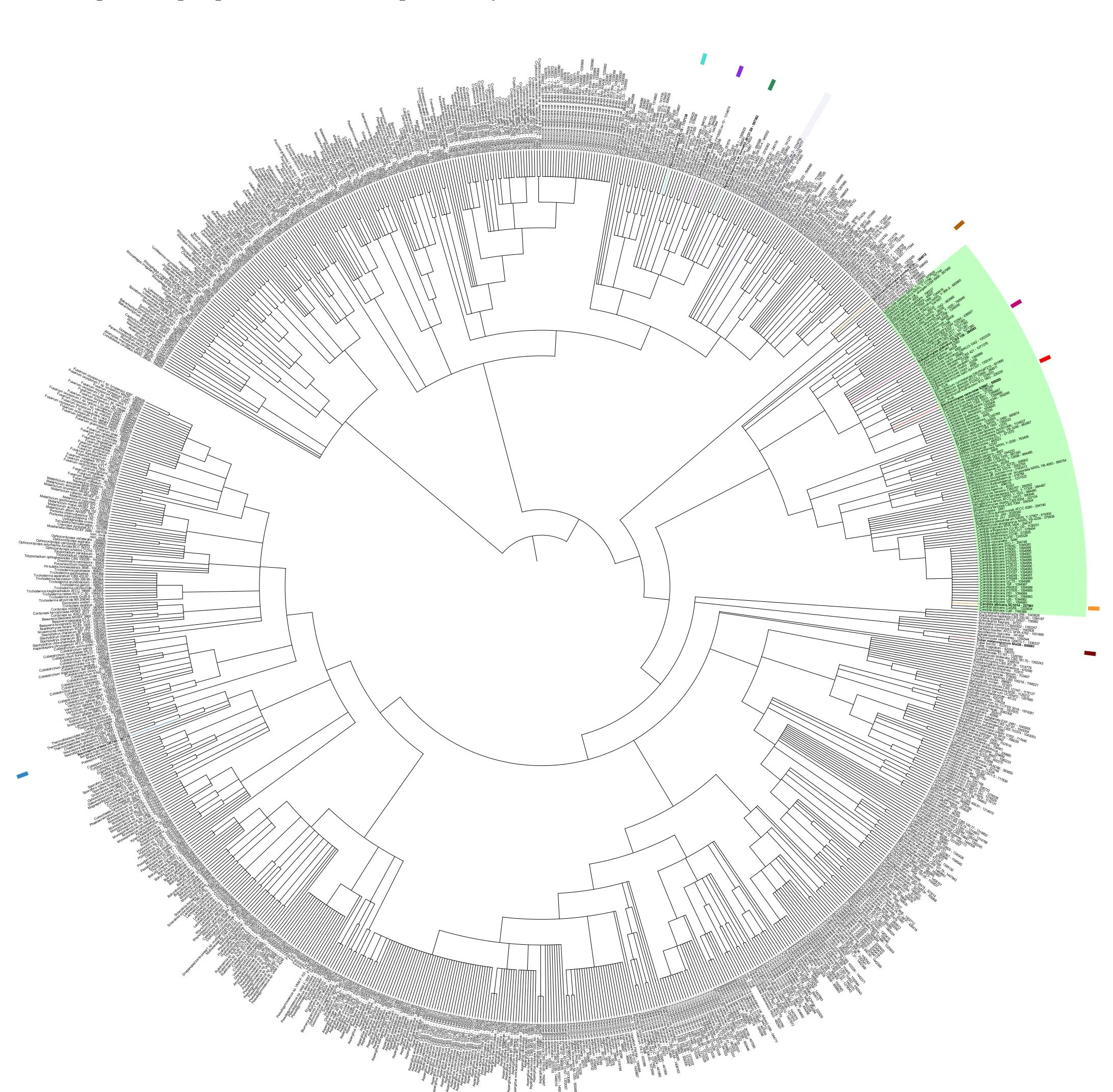 Circular phylogenetic tree of 1,341 fungal genomes, with the order Saccharomycetales highlighted in green.