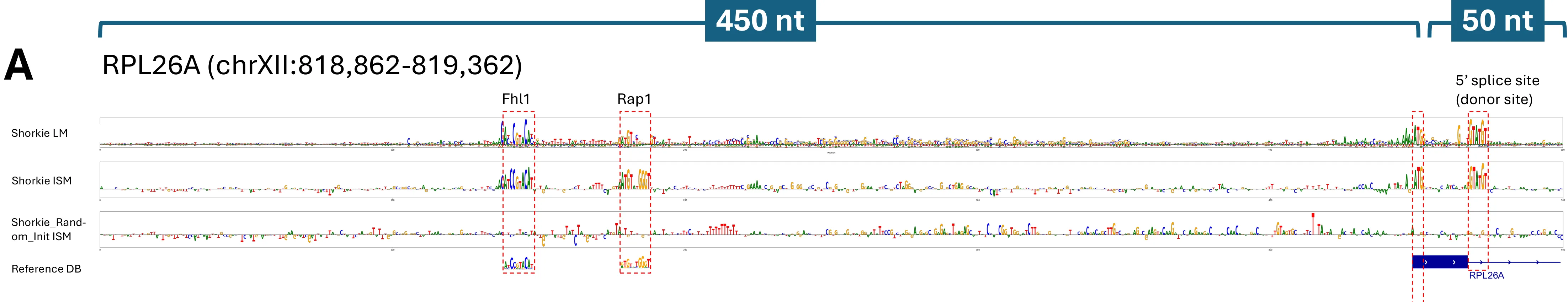 Shorkie importance-score logos for the RPL26A locus, highlighting the Fhl1 and Rap1 transcription-factor motifs and the 5′ splice donor, above a flat no-pretraining control track.