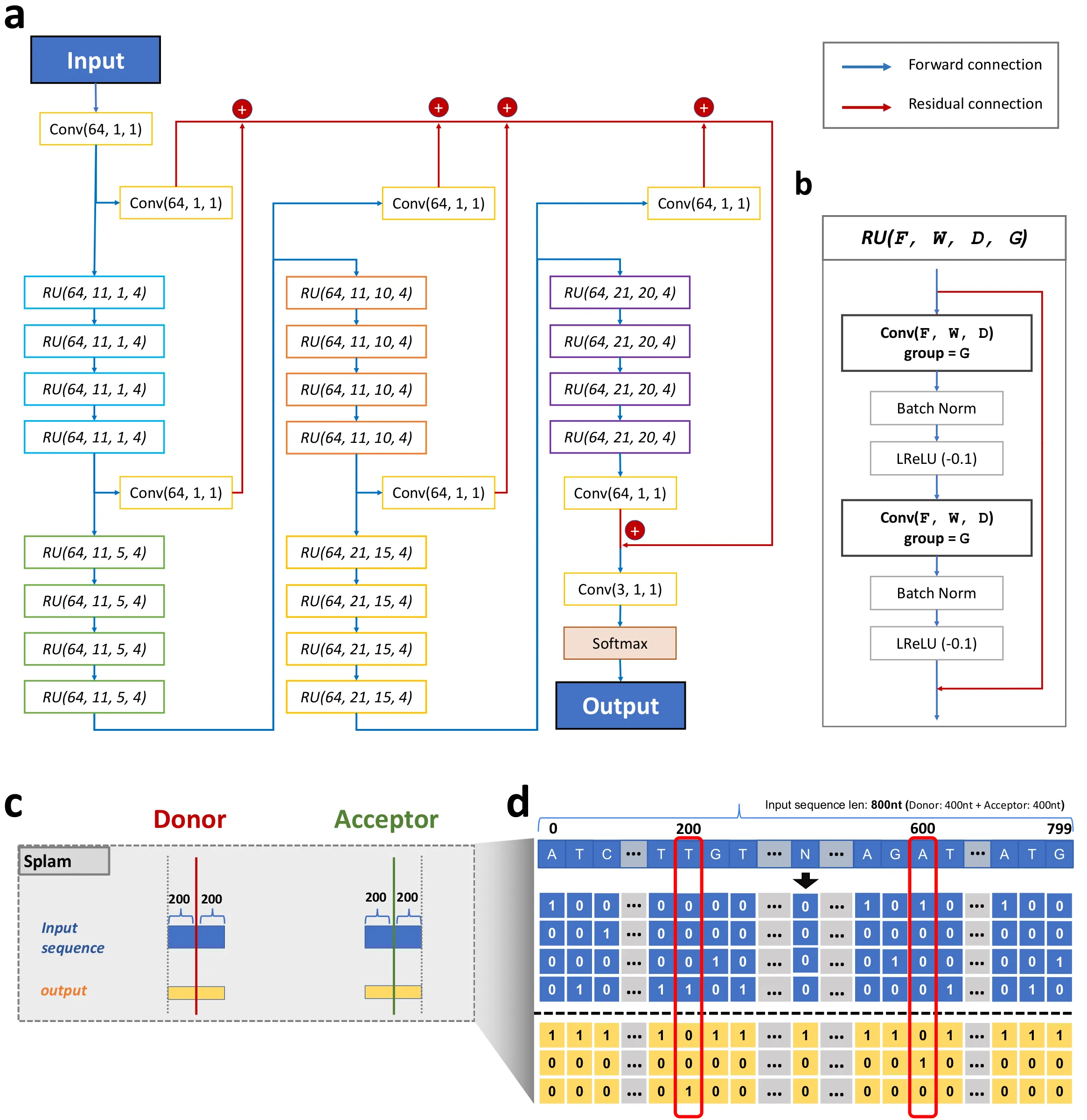 The Splam model: a dilated residual convolutional network that reads 800 nucleotides — 200 bp on each side of the donor and acceptor — and labels every base donor, acceptor, or neither.