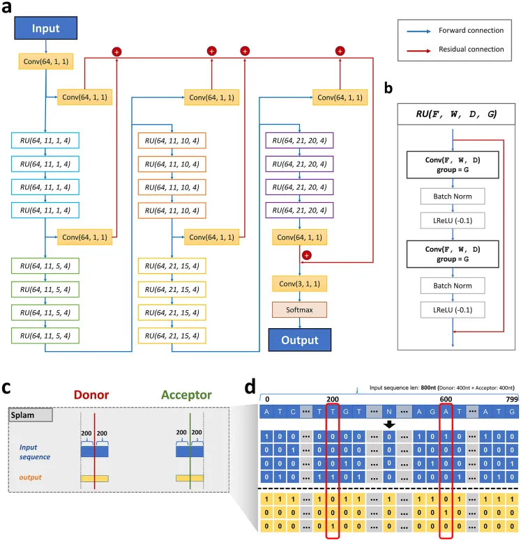 Splam model overview: architecture, residual unit, donor/acceptor framing, and input encoding