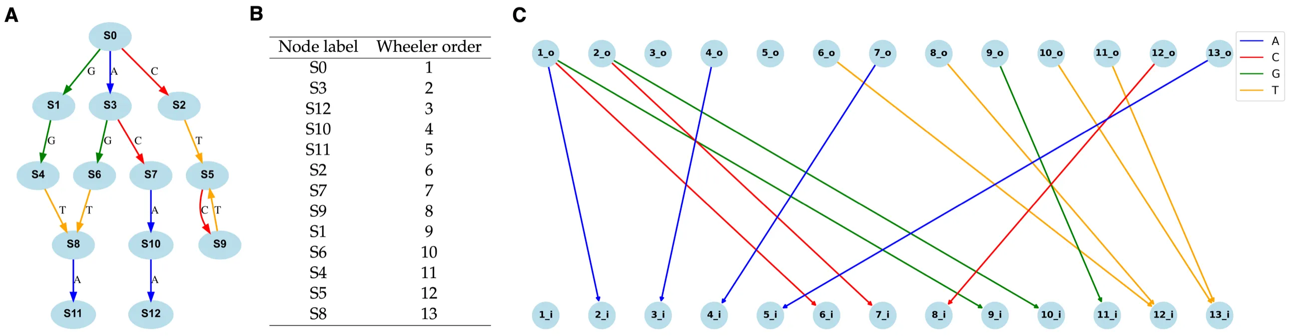 A real example: a De Bruijn graph built from STAU2 gene orthologs, a table giving each node's Wheeler-order position, and the bipartite two-row visualization with edges colored by nucleotide.